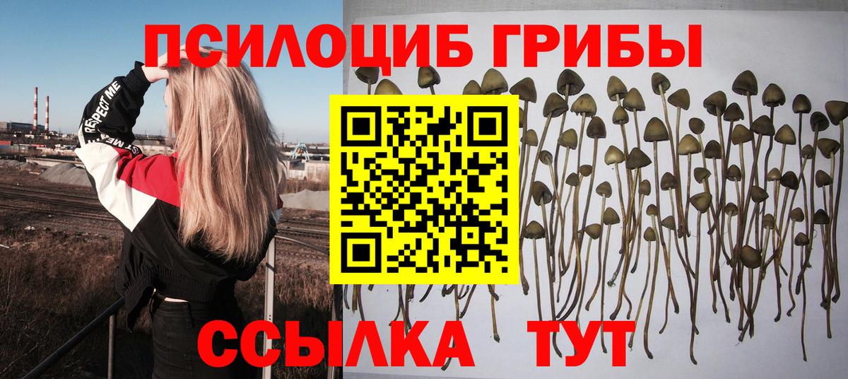 Псилоцибиновые грибы Cubensis Бор